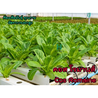 เมล็ดพันธุ์ผักสลัด คอส โรมานส์ (Cos Romaine) ผักสลัด ผักไฮโดรโปนิกส์