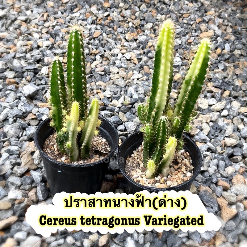 ปราสาทนางฟ้า(ด่าง) - Cereus tetragonus Variegated