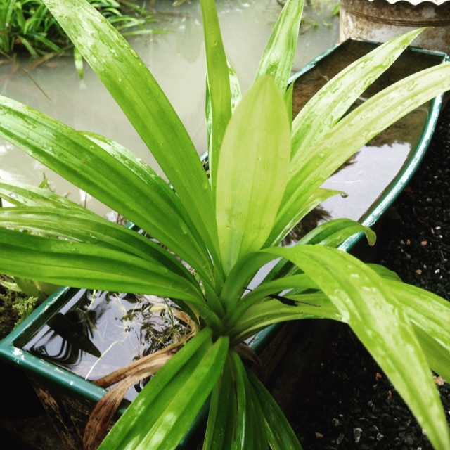 ต้นพันธุ์เตยหอมแท้10ต้นแถม2🌸