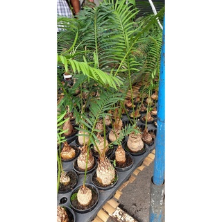 ต้น ปรงนา ปรงแก้ว ปรงป่า  Cycas siamensis ขนาดจิ๋ว 10-15 เซนติเมตร ขนาดเล็ก หายาก ปรงเป็นไม้ประดับ โตช้า ทน