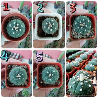 cactus แคคตัส แอสโตรแอสทีเรียส ไม้เพาะเมล็ด