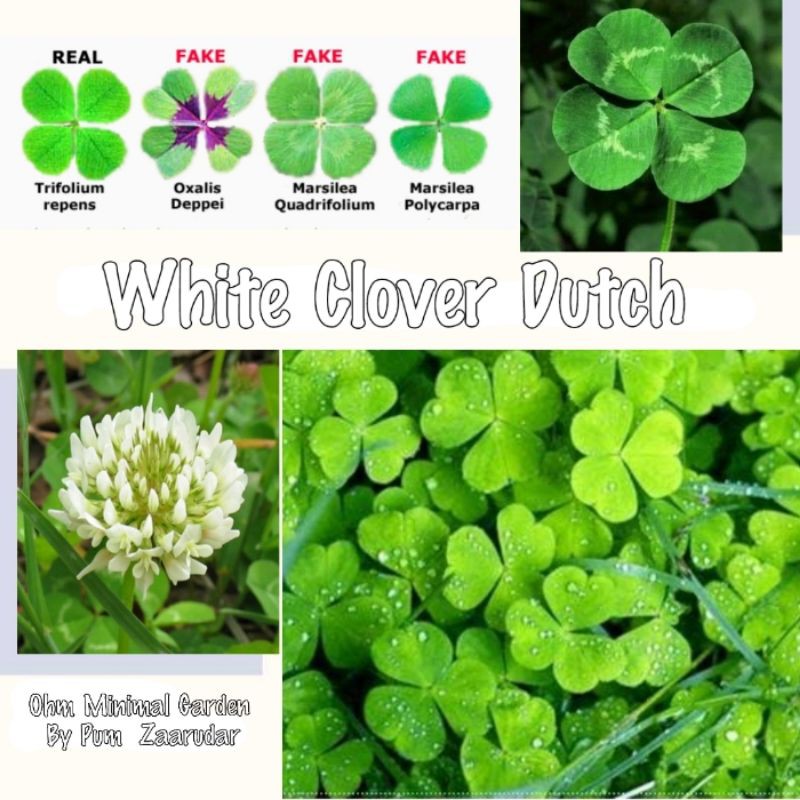 อันดับหนึ่ง 104+ ภาพพื้นหลัง ต้นโคลเวอร์ขาว คมชัด