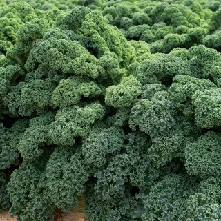 เมล็ดพันธุ์เคล ดาร์กิบอร์ ใบหงิก Darkibor Kale F1 Seed 15 เมล็ด คุณภาพดี ของแท้ 100%