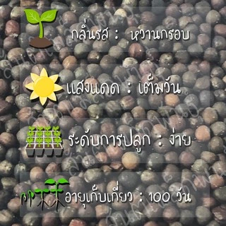 เมล็ดพันธุ์ กะหล่ำปลียักษ์ 300 เมล็ด Giant Russian Cabbage Seed เมล็ดพันธุ์แท้100% นำเข้าจากต่างประเทศ ปลูกผัก สวนครัว