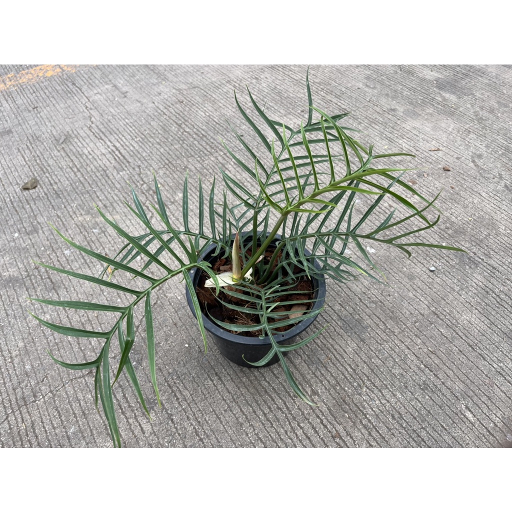 มุมมอง 4