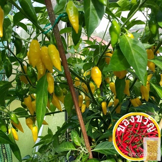 เมล็ดอวบอ้วน100%เมล็ดพันธุ์ พริกฮาบาเนโร่ สีเหลือง (Lemon Habanero Seed) บรรจุ 30 เมล็ด คุณภาพดี ราคาถูก ของแท้ 100%เมล็