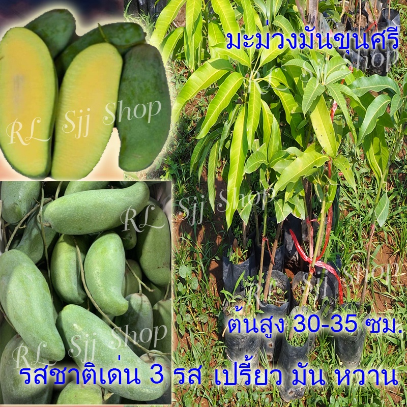 ต้นพร้อมส่ง กิ่งพันธุ์มะม่วงมันขุนศรี มะม่วงพิ้นบ้านโบราณ มะม่วงมันกิ่งเสียบยอด ต้นแข็งแรงส่งพร้อมถุ