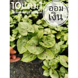 ออมเงิน​ / ออมทอง​ /  ออมนาค Syngonium Varieties ต้นไม้มงคล​ ในถุงปลูก​5​นิ้ว  ไม้นำโชค​ ไม้ในร่ม​