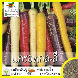 เมล็ดพันธุ์ แครอทคละสี 400เมล็ด Rainbow Mixed Carrot Seed เมล็ดพันธุ์แท้100% นำเข้าจากต่างประเทศ ปลูกผัก สวนครัว ราคาถูก