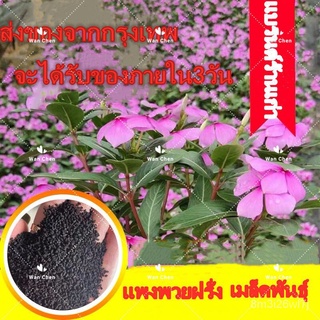 （เมล็ดพันธุ์ ถูก คละ）100เมล็ด Mixed Periwinkle Seeds Flower Seed Plant Seed เมล็ดพันธุ์แท้ ต้นไม้มงคล ต้นไม้ฟอกอากาศ ต้น