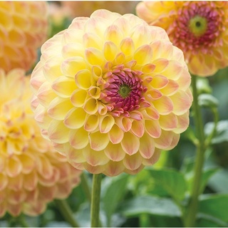 1 หัว/ออเดอร์ รักเร่ Dahlia สายพันธุ์ LAKELAND AUTUMN หัวรักเร่ ดอกไม้ หัวหน่อ เหง้า นำเข้า เนเธอร์แลน หัวสดใหม่