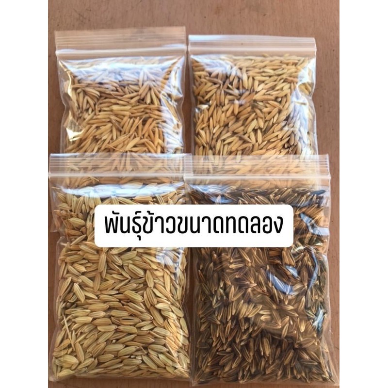 #พันธ์ุข้าวจ้าวขนาดทดลอง มี 21 สายพันธุ์ให้เลือก คลิกอ่านลายละเอียด