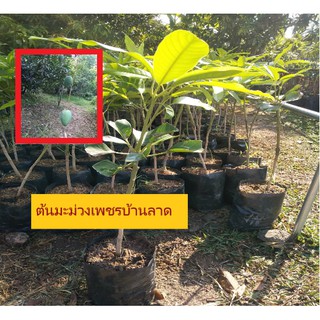 ต้นมะม่วงเพชบ้านลาดแบบเสียบยอด