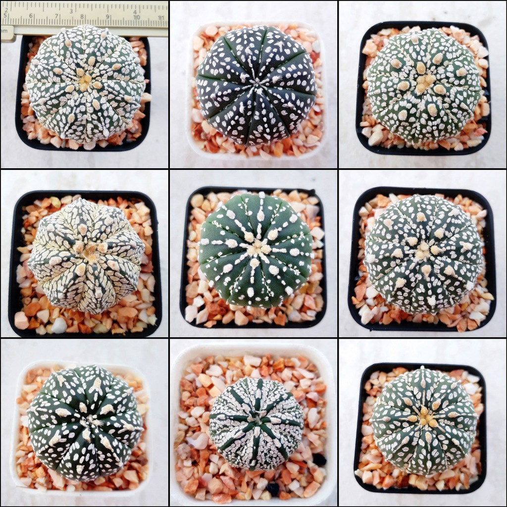 15 ต้น 50 แอสโตรซุปเปอร์ ลายสวยๆ ต้นกระบองเพชร