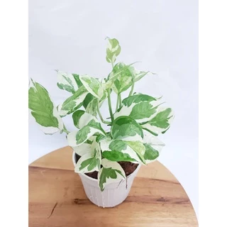 พลูงาช้า🌱เหมาะสำหรับเลี้ยงในห้องน้ำ ไม้ฟอกอากาศ พลูด่างอินเดีย ต้นไม้ฟอกอากาศ ต้นไม้ในห้องนอน ต้นไม้บนโต๊ะทํางาน