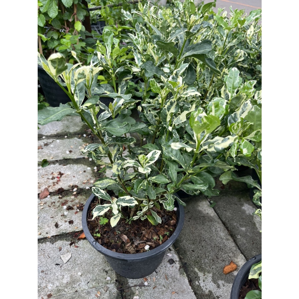 มุมมอง 3