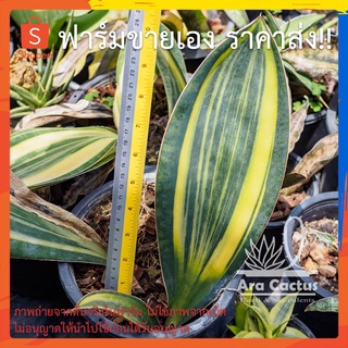 สวนขายเอง! ลิ้นมังกรครีบปลาวาฬด่าง Sansevieria masoniana variegate ไซส์กระถาง 4 นิ้ว ต้นไม้ประดับ อวบน้ำ ไม้ฟอกอากาศ