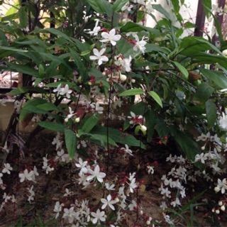 สร้อยสายเพชร 🌿 Nodding Clerodendron  (กระถาง 8 และ 12 นิ้ว)