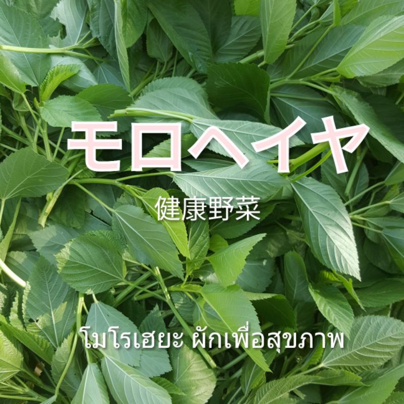 ผักพระราชา โมโรเฮยะ King of vegetable