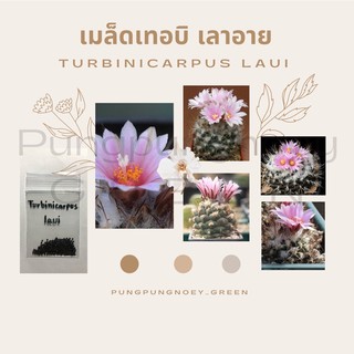 เมล็ดกระบองเพชร เมล็ดแคคตัส เมล็ด Turbinicarpus laui 10 เมล็ด