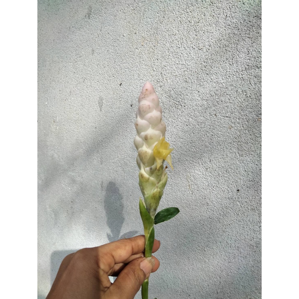 ขิงประดับ 6สีให้เลือก(เหง้า)ความงามที่กินได้ ขิงดอกขาว ขิงดอกเขียว ขิงดอกเหลือง ขิงไข่มุก ขิงกระต่าย - รูปที่ 2