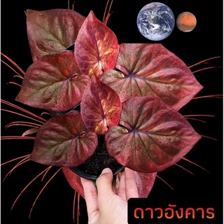บอนสี ตับดาวเคราะห์ น้องชื่อดาวอังคาร สวยๆ จัดส่งทั้งกระถาง🍀👇