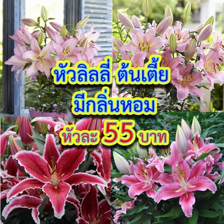 หัวลิลลี่ ต้นเตี้ย มีกลิ่นหอม นำเข้าจากเนเธอร์แลนด์ (Lily,Lilium)