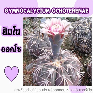 🫐ยิมโนออกโซ Gymnocalycium ochoterenae🫐 ไม้สะสม ออกแดดบางต้นผิวสีเขียวอมม่วง หนามคล้ายแมงมุม ตัวกลมแบนสวย💜