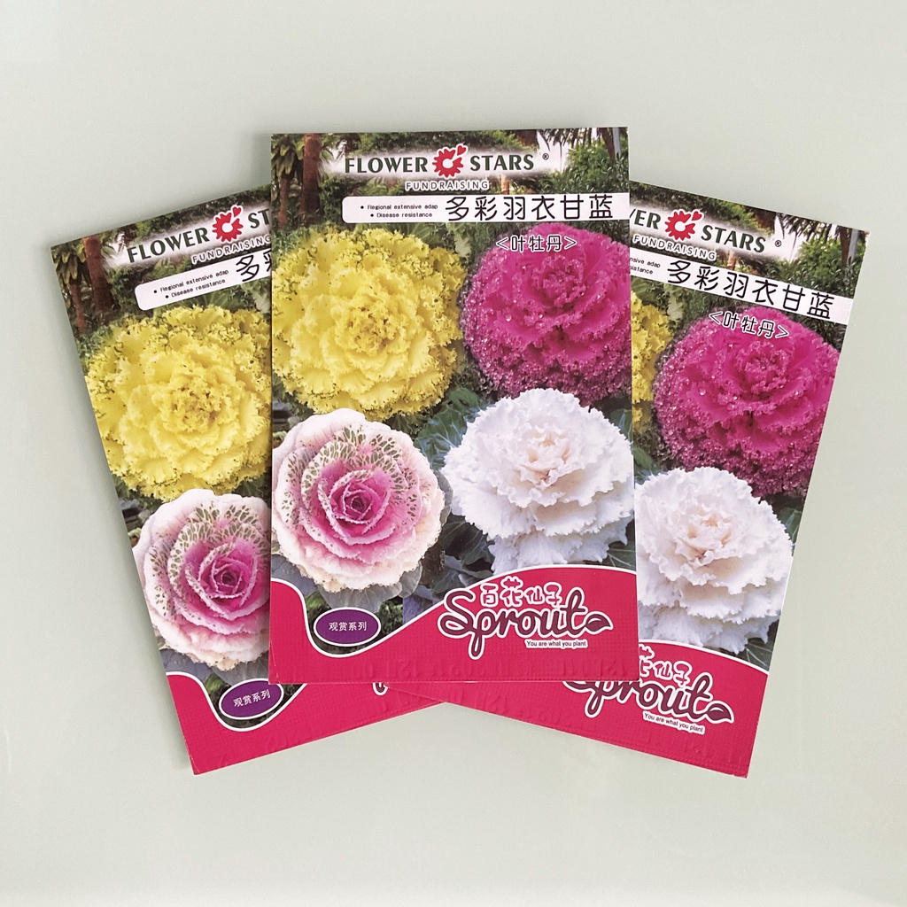 เมล็ดคะน้าปูเล่ประดับ 60-100 เมล็ด คละสี / สีขาว / สีม่วง