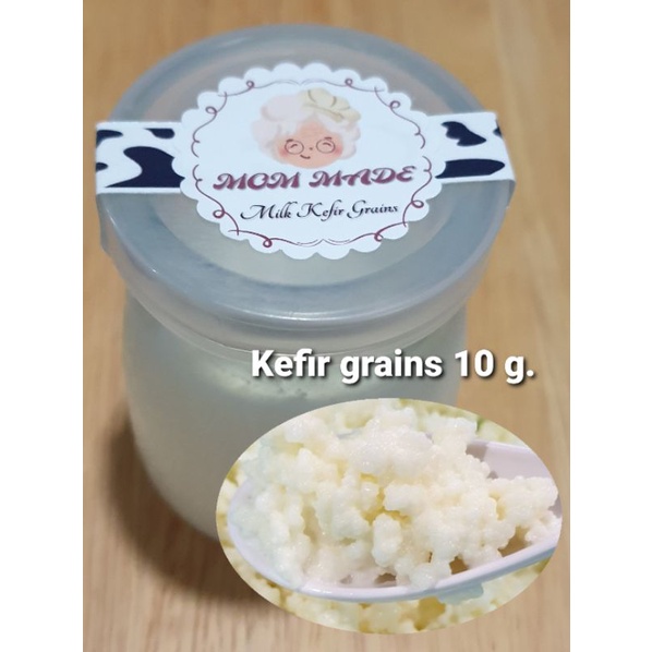 Kefir milk grains คีเฟอร์เกรนส์ ปริมาณ 10 กรัม ส่งพร้อมคู่มือการเลี้ยง