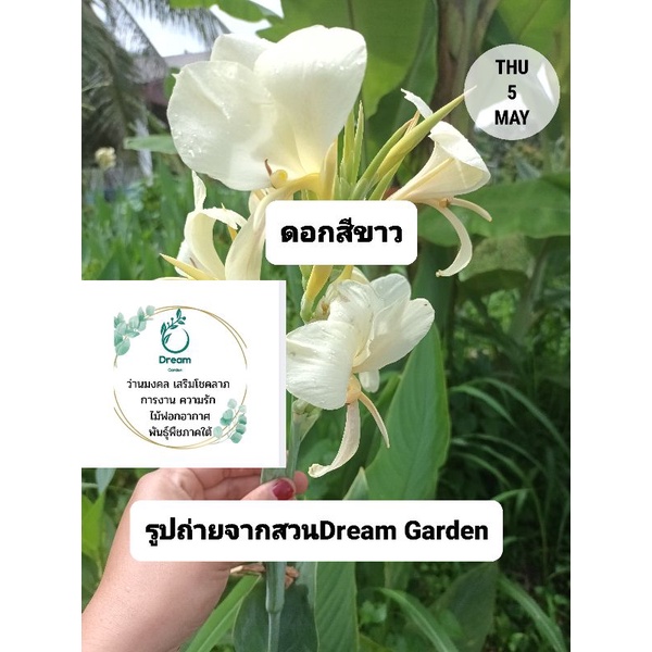 พุทธรักษาดอกสีขาวครีม (ตามรูป)