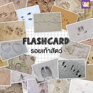 Flash card รอยเท้าสัตว์ (footprint) จำนวน 25 ใบ ขนาด A5