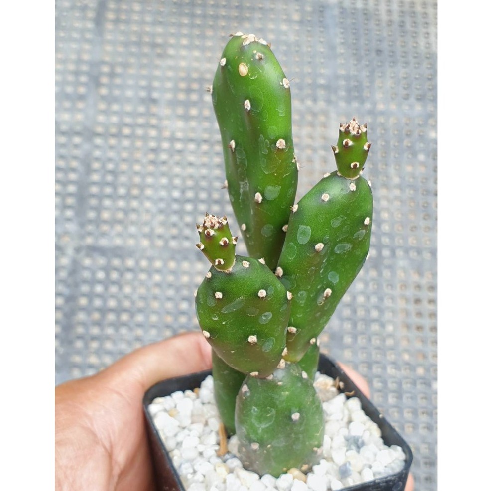 ต้นกระบองเพชร โอพันเทียตุ๊กตาไม้ Opuntia Canterae, Elata #Opuntia #Cactus