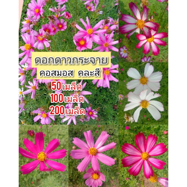 เมล็ดพันธุ์ ดาวกระจาย ดอกดาวกระจาย คอสมอส 50-200 เมล็ด (คละสี) - รูปที่ 2