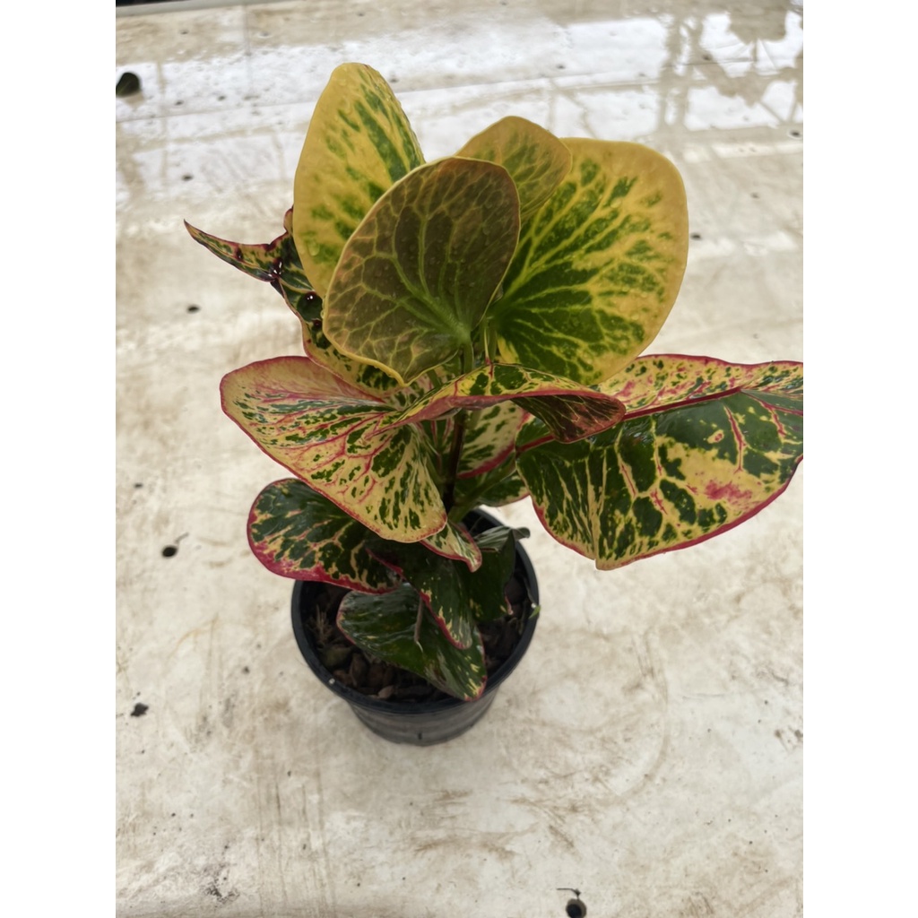 มุมมอง 2