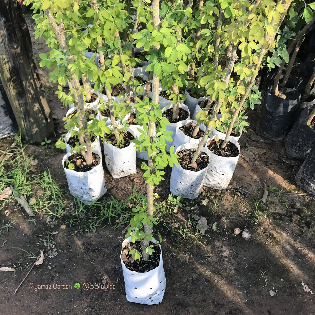 ต้นมะขามเทศ พันธุ์สีชมพู (กิ่งตอน)  รับประกันปลูก1ปีติดลูก มะขามเทศ ขายราคาถูก ราคา ถูกที่สุด ดีลบีเคเค แกลเลอรีภาพที่ 2