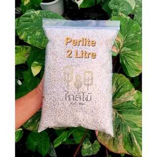 วัสดุปลูกเพอร์ไลท์ (Perlite) ใช้สำหรับปลูกต้นไม้