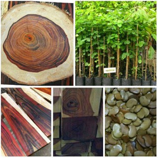 เมล็ดพันธุ์ พะยูงไทย Siamese Rosewood 100 เมล็ด