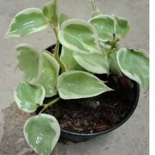 ต้นเปปเปอร์โรเมียใบด่าง Peperomia ต้นไม้มงคล กระถาง 3 นิ้ว 39 บาท