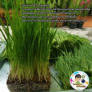 เมล็ดข้าวสาลี ขนาด 500 กรัม เกรดนำเข้า หญ้าแมว อัตราการงอกสูง เมล็ดต้นอ่อนข้าวสาลี Aus Wheat
