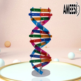 Ameesi DNA โมเดลของเล่นวิทยาศาสตร์ โครงสร้างเกลียวคู่ ABS DIY สําหรับวิทยาศาสตร์ชีวภาพ