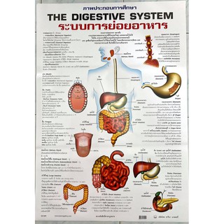 โปสเตอร์เรื่องระบบการย่อยอาหาร โปสเตอร์ภาพประกอบการศึกษา  โปสเตอร์การเรียนรู้ โปสเตอร์กระดาษ No.9479