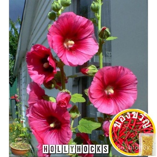 25/50pcs HOLYHOCK SEED &amp; DOUBLE HOLLYHOCKสามารถอาศัยอยู่ในสถานที่ของคุณ,สามารถอยู่ที่นั่นได้,สามารถอยู่ที่นั่นได้,สามารถ