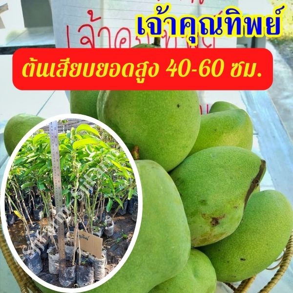 1 ต้น มะม่วงเจ้าคุณทิพย์ ต้นสูง 40-50 มีรสชาติดีทั้งผลดิบและสุก ผลสุกเนื้อแน่น ไม่มีเสี้ยน รสหวานจัด