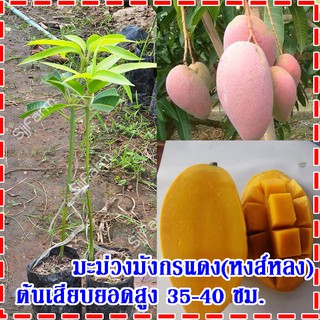 1 ต้น ต้นพันธุ์มะม่วงมังกรแดง(Reddragon Mango) หรือมะม่วงพันธุ์หงส์หลง ต้นเสียบยอดสูง 35-40 ซม.จัดส่งพร้อมถุงเพาะชำ