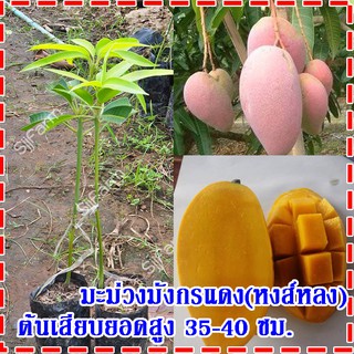 1 ต้น ต้นพันธุ์มะม่วงมังกรแดง(Reddragon Mango) หรือมะม่วงพันธุ์หงส์หลง ต้นเสียบยอดสูง 35-40 ซม.จัดส่งพร้อมถุงเพาะชำ