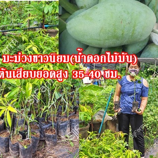 1 ต้น พันธุ์มะม่วงน้ำดอกไม้มัน (ขาวนิยม) ต้นเสียบยอดสูงประมาณ 35-40 ซม.จัดส่งพร้อมถุงเพาะชำ