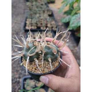 หนามกระดาษ Tephrocactus articulatus var. papyracanthus🌵📃🌵📃🌵📃🌵📃