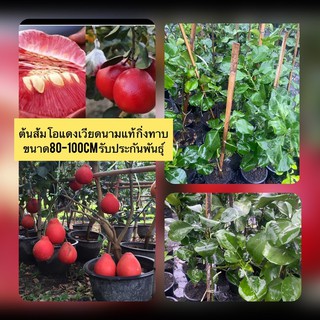 ต้นส้มโอแดงเวียดนามแท้ กิ่งทาบ ขนาด30-50cm รับประกันพันธุ์