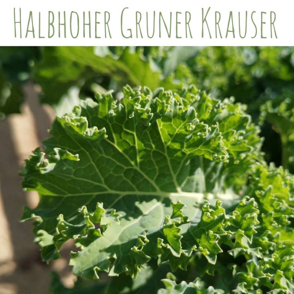 เมล็ด คะน้าใบหยิก เขียว (kale / Halbhoher Gruner Krauser )ประมาณ 200 เมล็ด